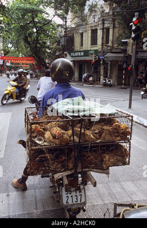 Geflügel für Verkauf, langen Bien Markt, Hanoi, Vietnam. Von der Geschichte über die Vogelgrippe in Asien.