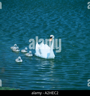 Eine Erwachsene Höckerschwan mit fünf fuzzy Cygnets Baby schwimmen Schwäne an einem sonnigen Tag Stockfoto