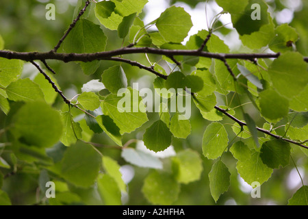 Aspen, Populus Tremula, UK Stockfoto