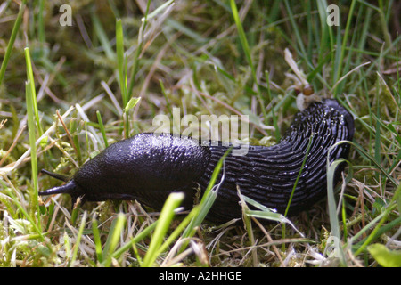 Große schwarze Nacktschnecke, Arion Ater, Norwegen Stockfoto