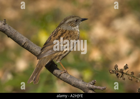 Heckenbraunelle männlich thront Surrey England März Stockfoto
