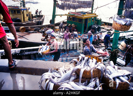 Indische Fischer entladen manuell den Fang am Sassun Dock, Bombay Stockfoto