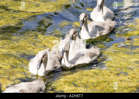 Höckerschwan (Cygnus Olor) Cygnets schwimmen in einer Linie durch Algen, UK, Sommer Stockfoto