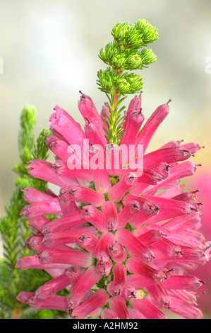 ausgestorben in der wilden, Erica Verticillata von Kirstenbosch Gardens, Cape Town Stockfoto