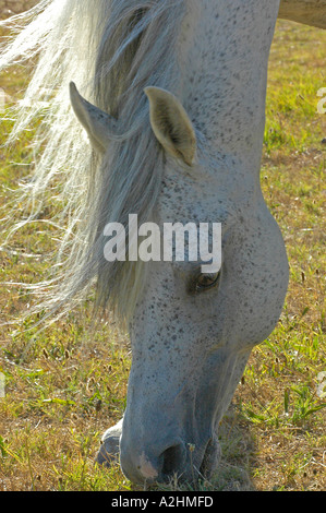 Vertikale Nahaufnahme von grauen Weiden arabische Hengst Kamarie Mansour Halliford Farm Somerset West Südafrika Stockfoto