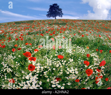 Konzept: Sommer der vier Jahreszeiten Stockfoto