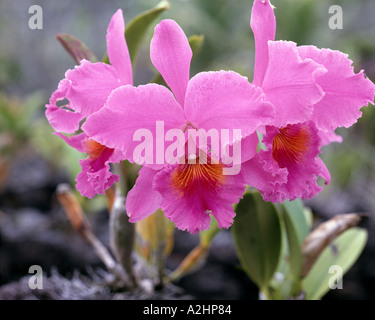 USA - HAWAII: Cattleya Orchidee Stockfoto