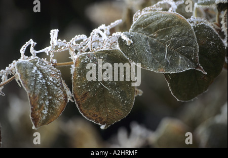 Japanischer Staudenknöterich Reynoutria Japonica mit Frost auf, Warwickshire, England, UK Stockfoto