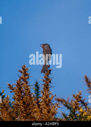 Männliche Dartford Warbler Gesänge aus Ginster Surrey England Stockfoto