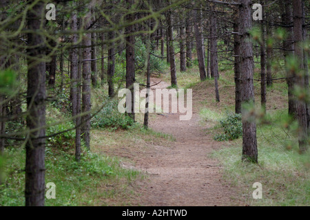 Pinienwald an der Holkham National Nature Reserve, UK Stockfoto