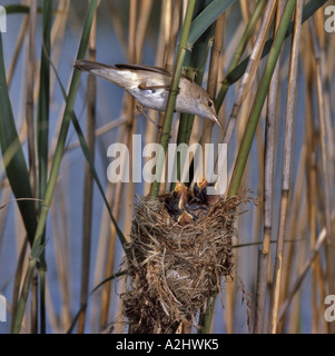 Erwachsenen Reed Warbler Fütterung jung im nest Surrey England Juli Stockfoto