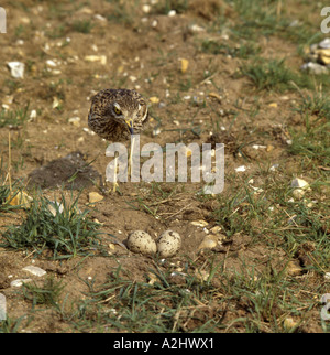 Stein-Brachvogel Approachng Nest mit Eiern in Kratzen auf steinigen landwirtschaftlichen Boden Norfolk England Juli Stockfoto