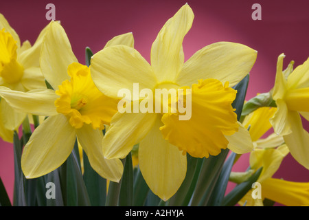 Narzisse Blumen im Frühling Stockfoto