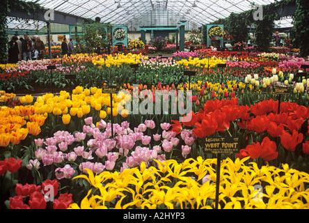 Eine brillante Darstellung von Tulpen blühen in einem Gewächshaus im Keukenhof Gärten in der Nähe von Amsterdam Stockfoto