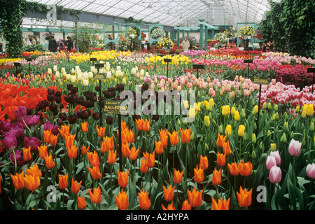 Eine brillante Darstellung von Tulpen blühen in einem Gewächshaus im Keukenhof Gärten in der Nähe von Amsterdam Stockfoto