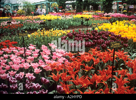 Eine brillante Darstellung von Tulpen blühen in einem Gewächshaus im Keukenhof Gärten in der Nähe von Amsterdam Stockfoto