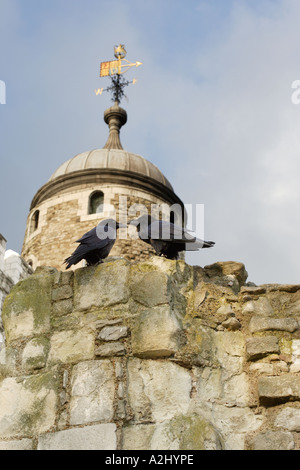 Raben im Tower of London London-England-Großbritannien Stockfoto