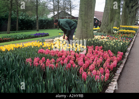 Ein Gärtner in den Keukenhof Gärten in der Nähe von Amsterdam bei der Arbeit in hellen Betten von Tulpen und Hyazinthen Stockfoto