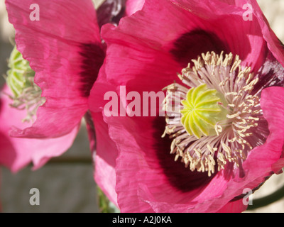 Klatschmohn Papaver Rhoeas im Rahmen einer traditionellen Bauerngarten der Wand Worcestershire England Stockfoto