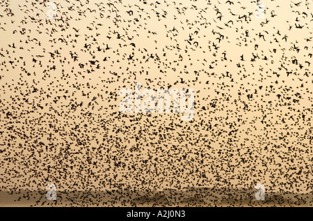 Herde von Austernfischer Haematopus Ostralegus im Flug in der Dämmerung, Snettisham, UK Stockfoto