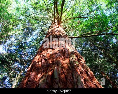 Riesigen Redwood-Sequoiadendron Giganteum im Privatwald Hanley schloss Malvern Worcestershire England Stockfoto