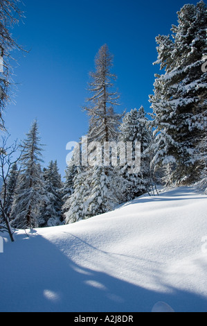 Winterlandschaft mit Schneehang und schneebedeckte Bäume unter blauem Himmel Stockfoto