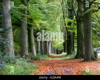 herbstlichen Wald Allee mit braunen goldenes Laub und Buche Bäume in der Nähe von Hillenraad Burg Roermond Limburg Niederlande Stockfoto