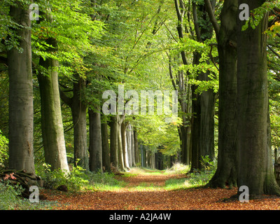 herbstlichen Wald Allee mit massiver Buche Bäume in der Nähe von Hillenraad Burg Roermond Limburg Niederlande Stockfoto