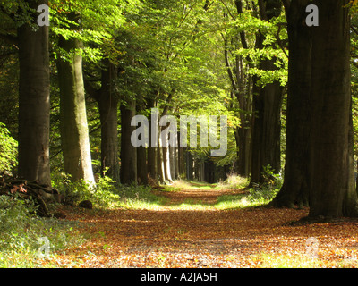 herbstlichen Wald Allee mit braun goldene Blätter auf Woodfloor in der Nähe von Hillenraad Burg Roermond Limburg Niederlande Stockfoto