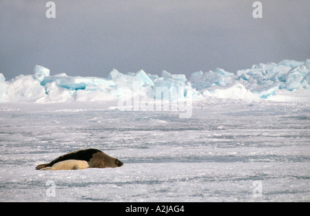 Kanada Harp Seal Pup und Mutter auf Eisscholle Stockfoto