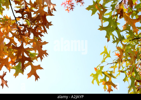 Rahmen füllen herbstliche Blätter mit Platz für Text in der Mitte Stockfoto