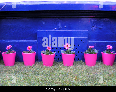 Rosa Blumentöpfe vor dunklen blauen Wand Stockfoto