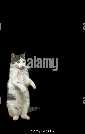 Lustigen Hauskatze auf Hinterbeinen Zunge heraus Stockfoto