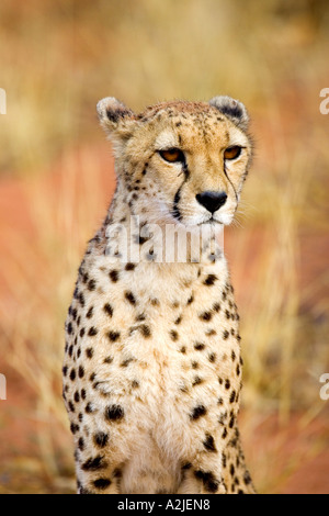 Namibia, Afrika: Sitzen Cheetah (Acinonyx Jubatus) im Afrika-Projekt, Okonjima Stockfoto