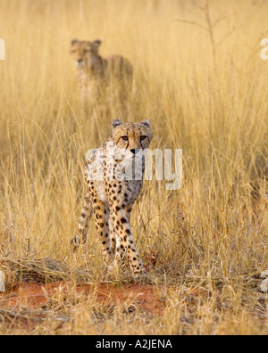 Namibia, Afrika: Zwei Geparden (Acinonyx Jubatus) im Golden Grass Africat Projekt, Okonjima Stockfoto