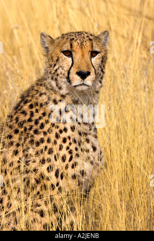 Namibia, Afrika: Prominente Cheetah (Acinonyx Jubatus) im Africat Projekt, Okonjima Stockfoto