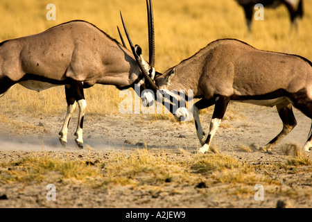 Namibia, Afrika: Kampf gegen Oryx/Gemsbok (Oryx Gazella) im Resort Namutoni, Etosha-Pfanne Stockfoto