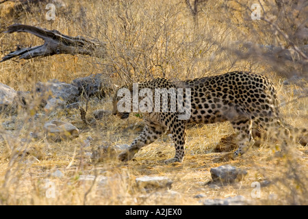 Namibia, Afrika: Leopard (Panthera Pardus) auf der Jagd im Halali Resort, Etosha Pan Stockfoto