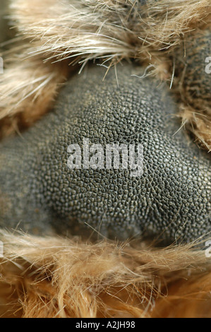 Hundepfote Stockfoto