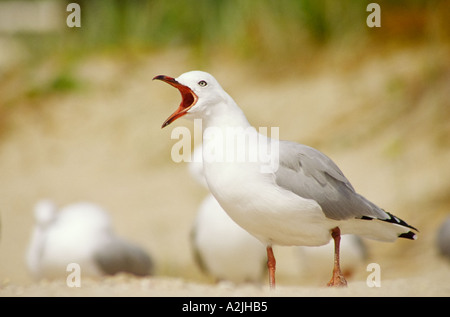 Nahaufnahme eines offenen Mund Möwe Larus Novaehollandiae Scopulinus schreien Stockfoto