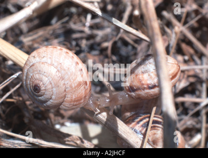 Paar von Schnecken Stockfoto