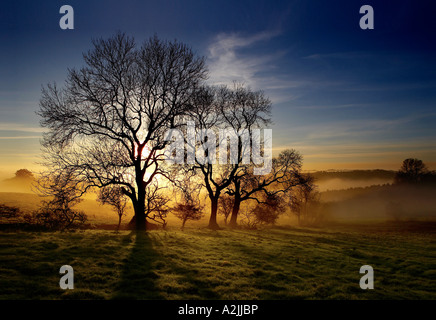 Späten Nachmittag Sonne glänzt durch eine Esche, Fraxinus Excelsior und Herbst Boden Nebel auf den Wolds, East Yorkshire, UK Stockfoto