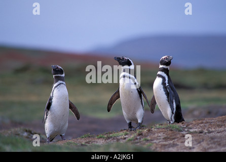 Antarktis, subantarktischen Inseln, Süd-Georgien. Magellan-Pinguine Stockfoto
