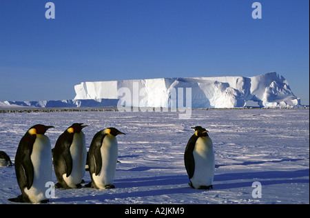 Ross-Schelfeis, Antarktis Kaiserpinguine. Stockfoto