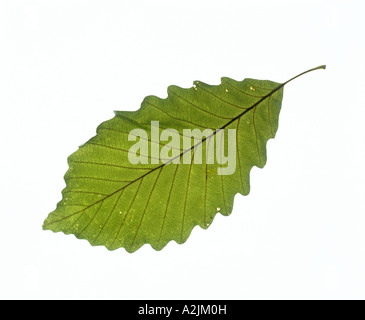 LEAF KASTANIEN-EICHE (QUERCUS MONTANA; QUERCUS PRINUS) Stockfoto