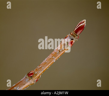 SILBER-AHORN, SOFT MAPLE ODER AHORN (ACER SACCHARINUM) WINTER ZWEIG MIT TERMINAL UND SEITLICHEN KNOSPEN Stockfoto
