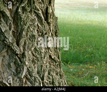 WEEPING WILLOW TREE ODER BABYLON WEEPING WILLOW TREE SALIX BABYLONICA NAHAUFNAHME VON RINDE PENNSYLVANIA Stockfoto