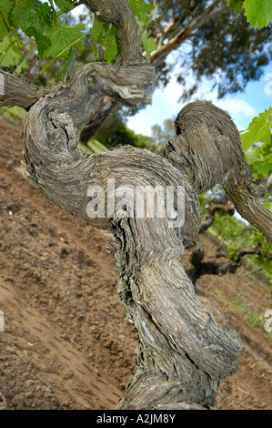 Eines der ältesten Shiraz-Reben im Barossa Valley, Australien Stockfoto