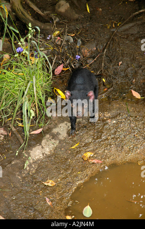 Tasmanischer Teufel Stockfoto