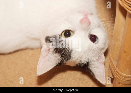 Ungerade Augen schwarz-weiße Katze (Felis Catus) liegt auf dem Boden und blickt direkt auf die Kamera. Stockfoto